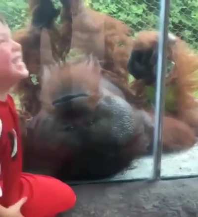 Orangutan makes a child laugh