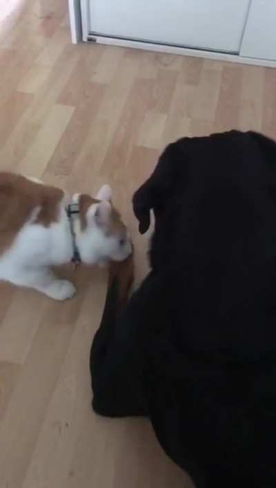 Brutal fight between cat and dog
