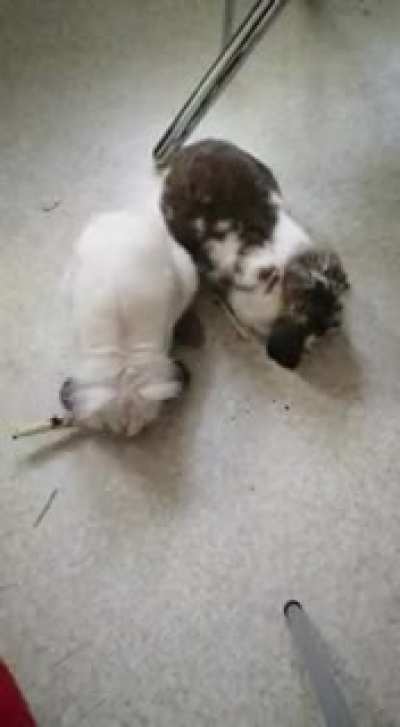 Quess which one is younger :3