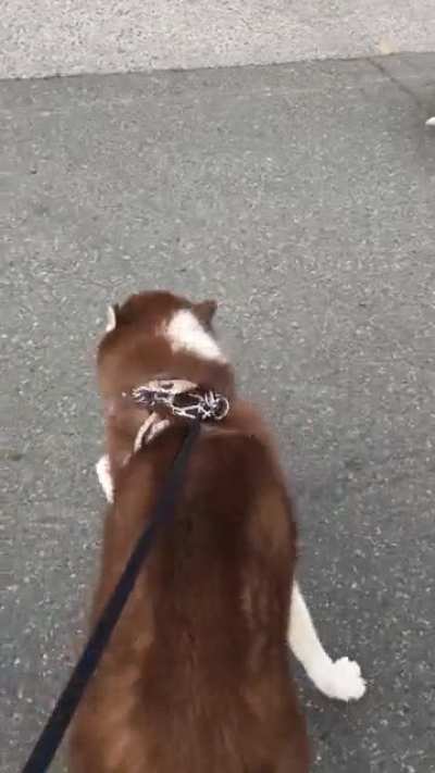 My boy is usually an excellent walker, but for some reason he was so excited for this walk!