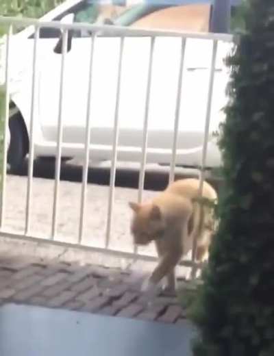 Chonker