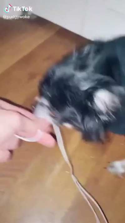Demonic Dog