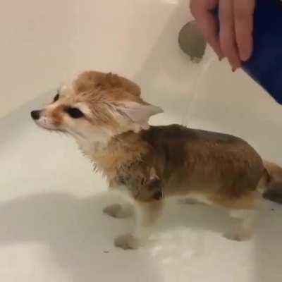UpvoteBecauseFox