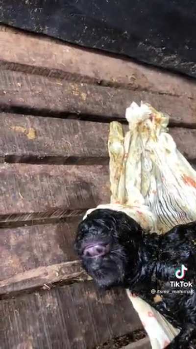 Deformed baby goat