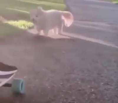 Perrito :D