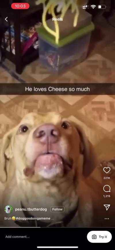 Cheese
