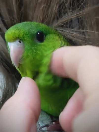 Peapod snugs.