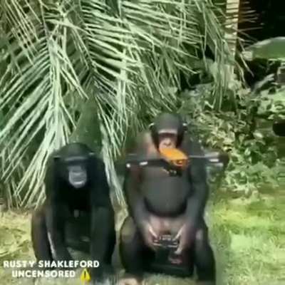 Обрат<wbr>ная эволю<wbr>ция
