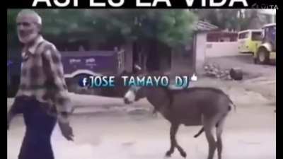Donkey know how to take regenge 