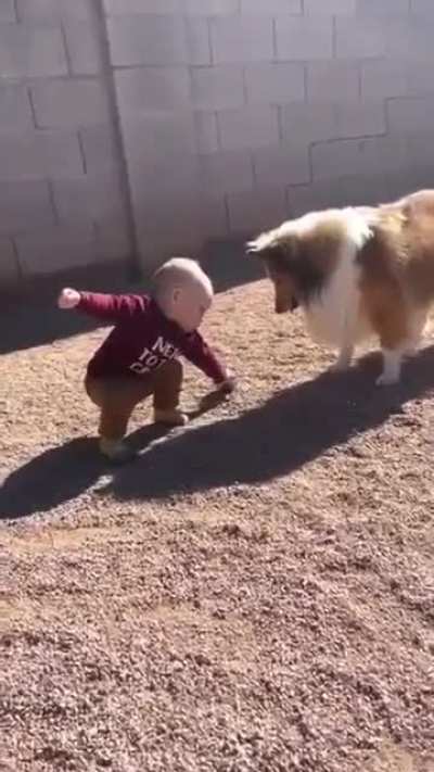 Dogs lovingly teaching Baby how to play fetch.