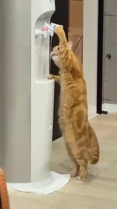 Cat knows what's up