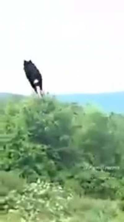 NOOOOOO