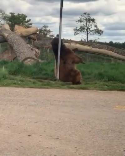 Master stalker, spy on bears in their private life.
