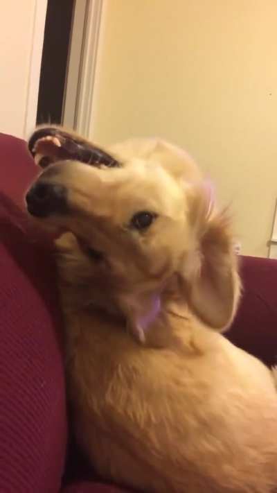 Dog turns frown upside down