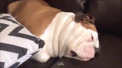 Here's another cartoon snoring dog