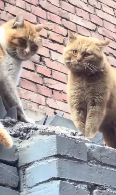 How to diffuse a cat fight
