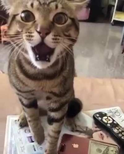 Кот орёт