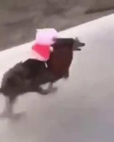 Grande Peppa