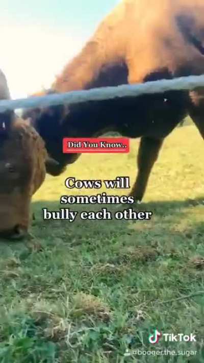 I love just sitting there for a few hours and watching them interact with each other. 😅 I have too many cow videos tho (if there is such a thing)