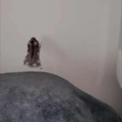 You thought cats! Well, I give you HÖmpTstErS