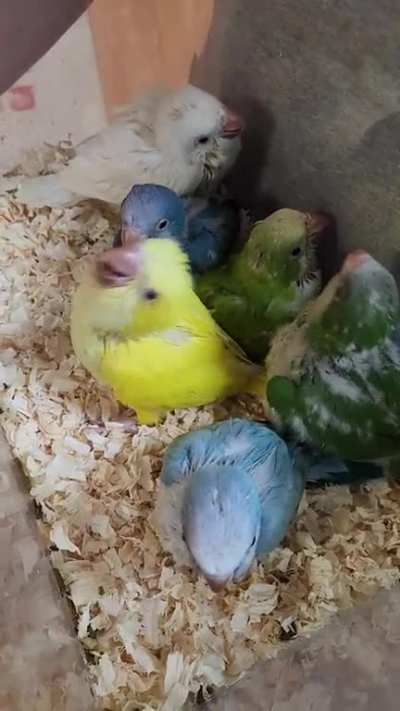 Baby Quakers
