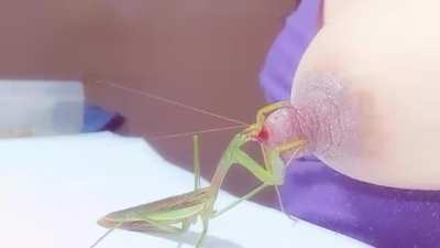 NSFW the breastfeeding mantis.... Yes it's exactly what it sounds like 😂😰😱🤮