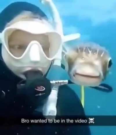 ICH LIEBE KUGELFISCHE
