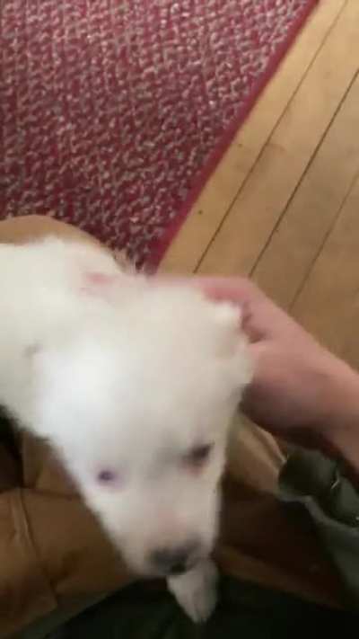 Хозяин пришел