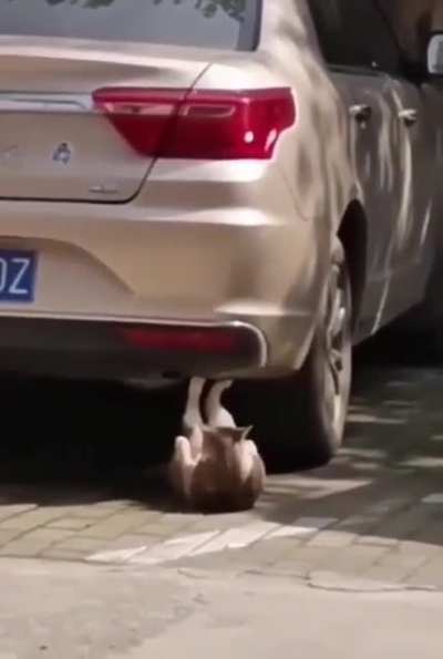 Rocky need to train for the upcoming catfight!