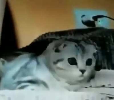 F para esse gato
