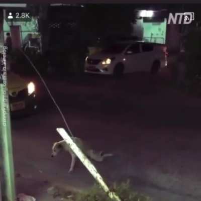 Poor dog