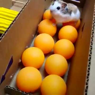 Prison break