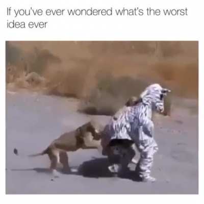 These idiots