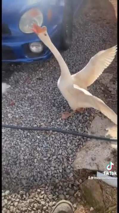 Canadian goose