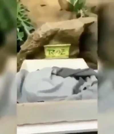 snakes are cool