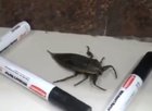 “We need to find him a female bug”