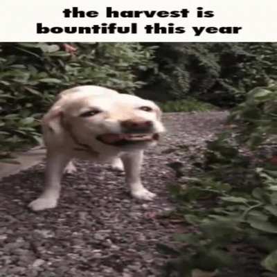 bad crop?