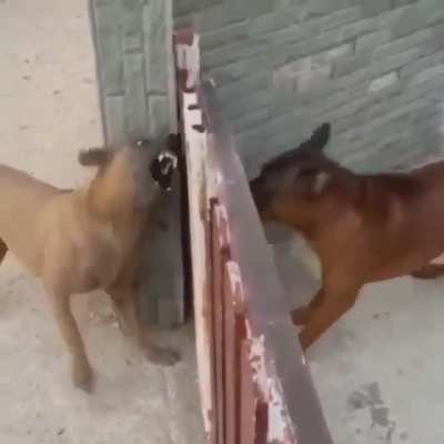 To be aggresive