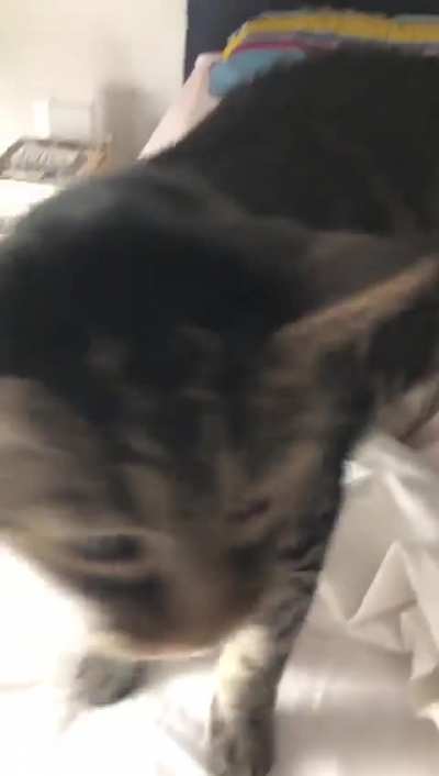 Fripoune letting me know he made a mistake