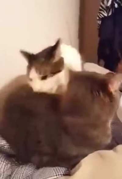 YOEW!