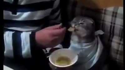 Ложечку за маму... За папу... За Ататю<wbr>рка..<wbr>.