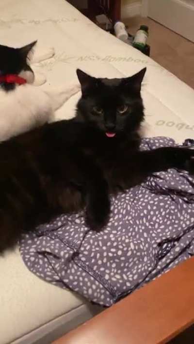 Blep boop