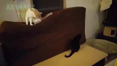 Como fazer um sanduíche de gato (crédito animais tv)