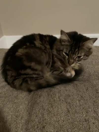 Just a little Cosmo cinnamon roll