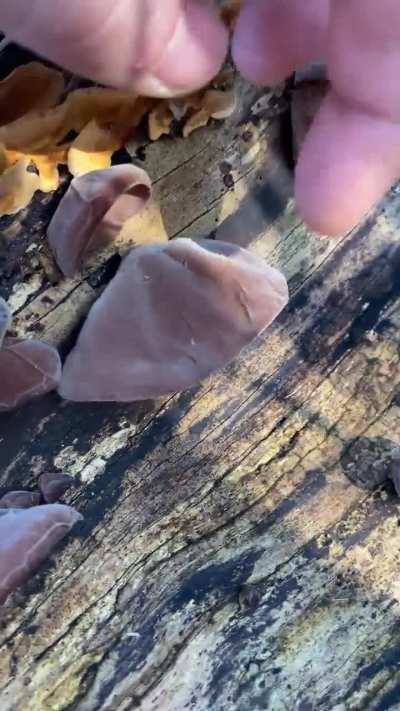 Wood Ears (Jelly Ears); Auricularia auricula-judae