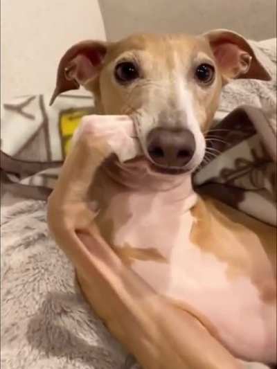 Doggy 