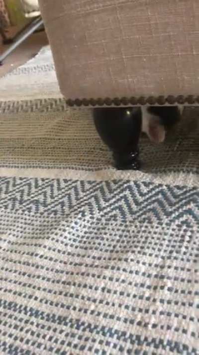 Anyone else’s kitten play like this or do I just have a spider-cat?
