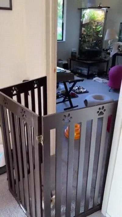 Meet the kitty