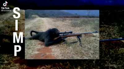 Sniper Monkey😑🐒🔫