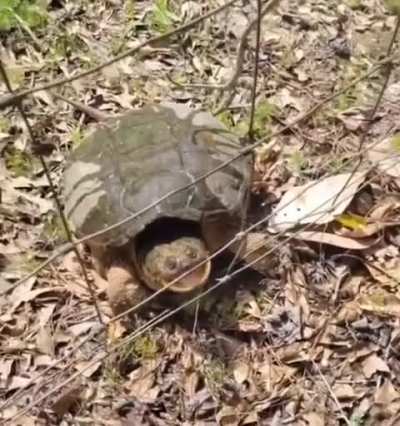 I like turtles